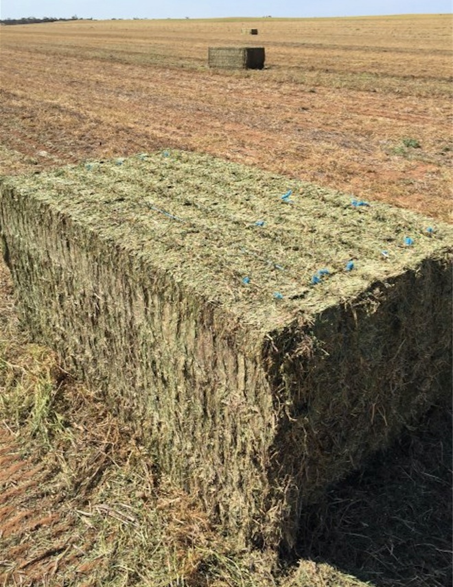 300mt Vetch Hay for Sale NOW! in 8x4x3's Feed Tested Hay